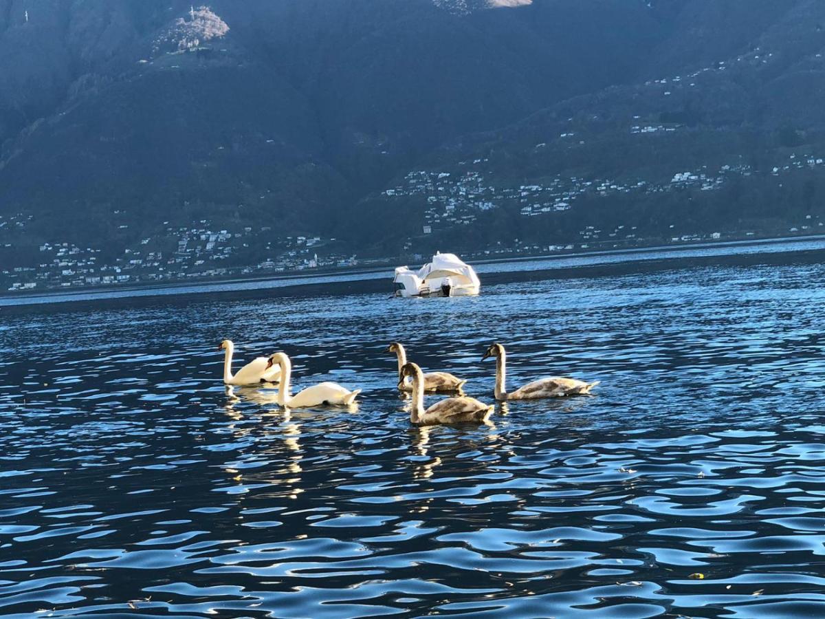 Casa Sibylle Bei Locarno Daire Dış mekan fotoğraf