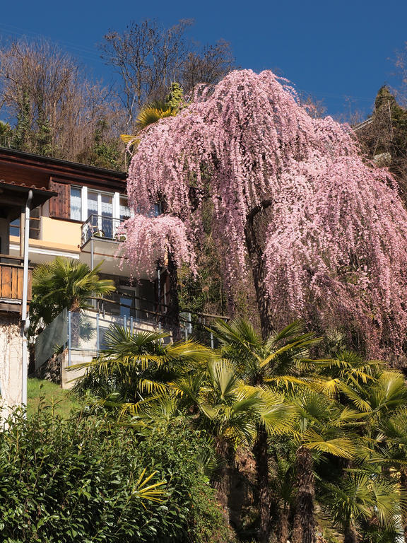 Casa Sibylle Bei Locarno Daire Dış mekan fotoğraf